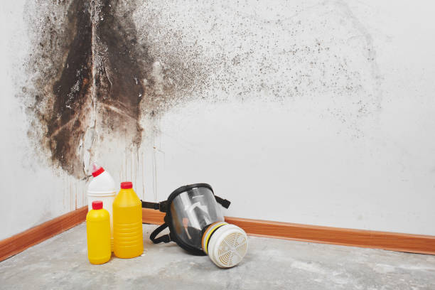 Best Industrial Mold Remediation in Almont, MI