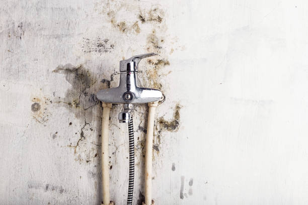 Best Kitchen Mold Remediation in Almont, MI