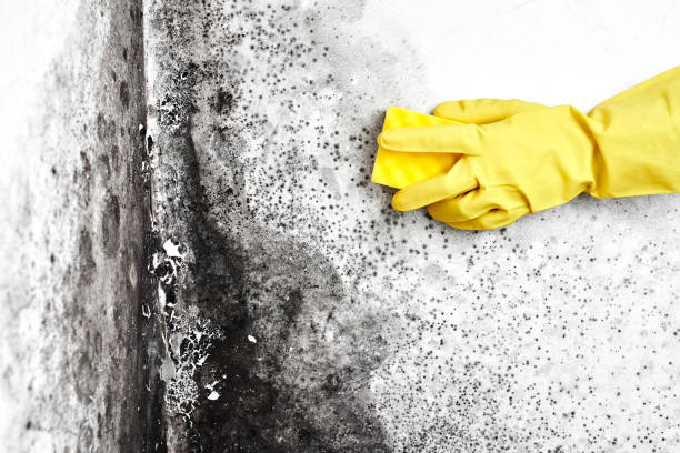 Best Mold Remediation for Schools in Almont, MI