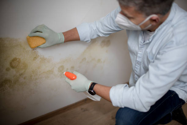 Best Commercial Mold Remediation in Almont, MI