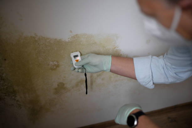 Best Mold Remediation for Schools in Almont, MI