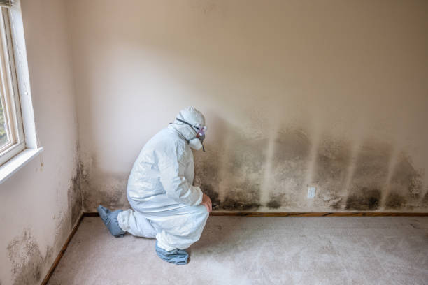 Best Residential Mold Remediation in Almont, MI
