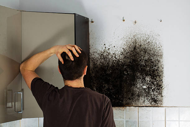 Best Post-Flood Mold Remediation in Almont, MI